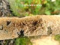 Xylodon radula-amf973